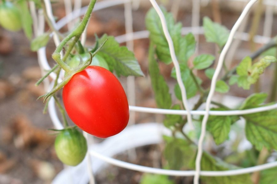 Como Plantar Tomates em Vasos 