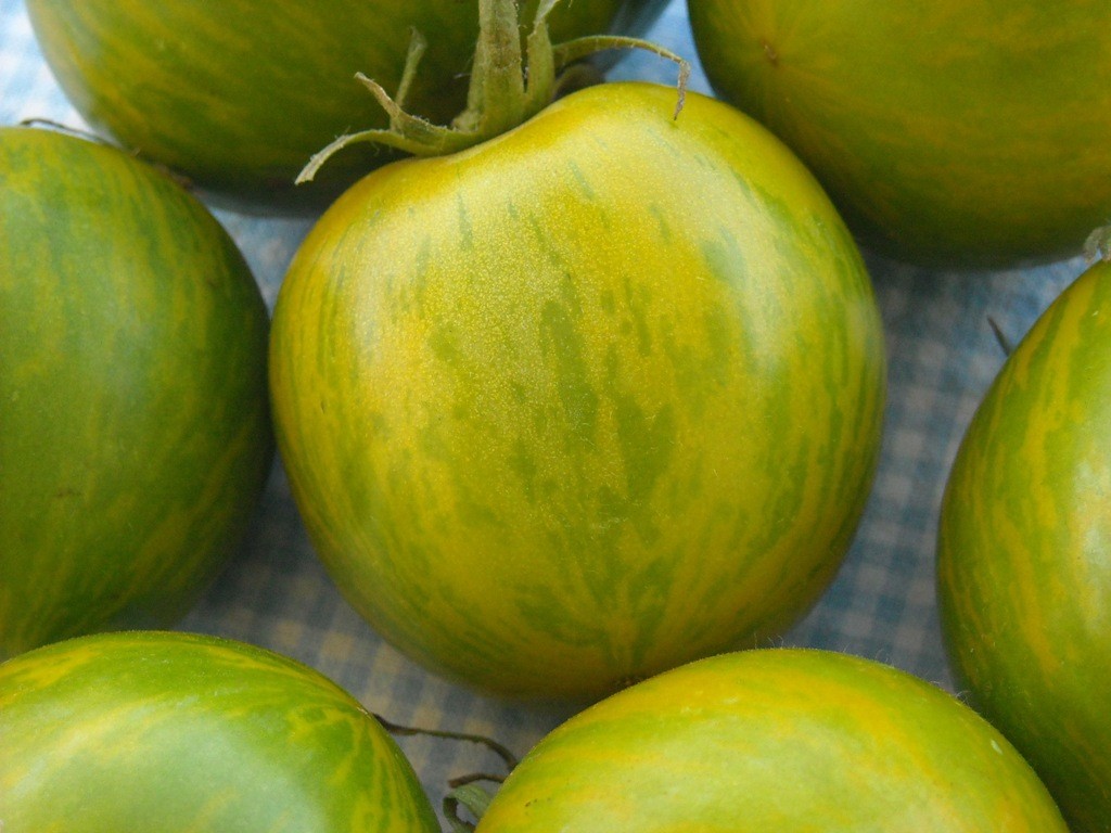 Tomates verdes