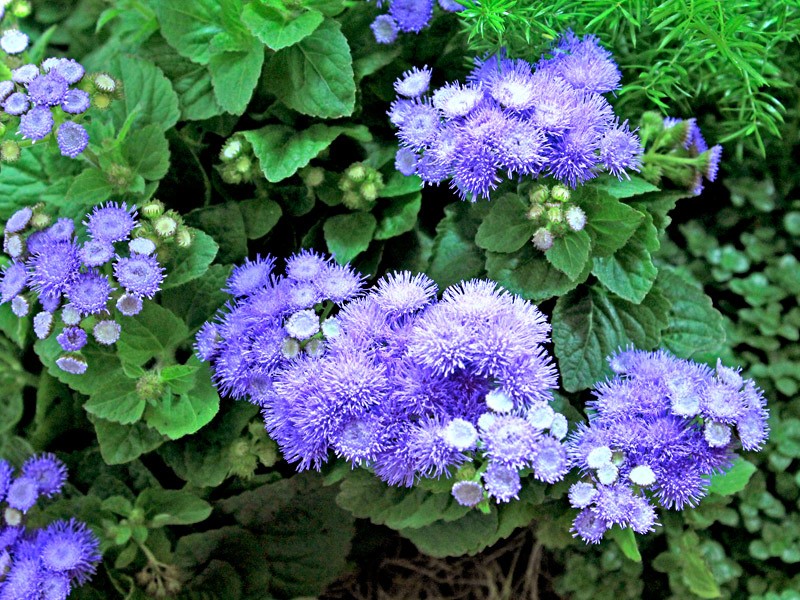 Agerato/ Ageratum