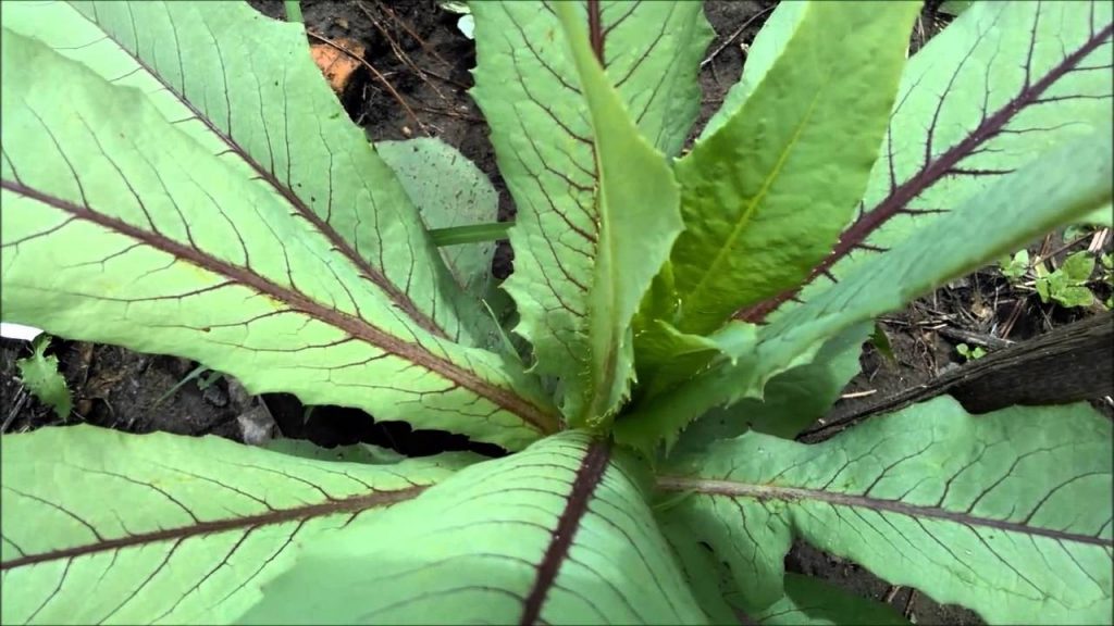 Almeirão: 10 Benefícios, Informação Nutricional, Receitas e Malefícios ...