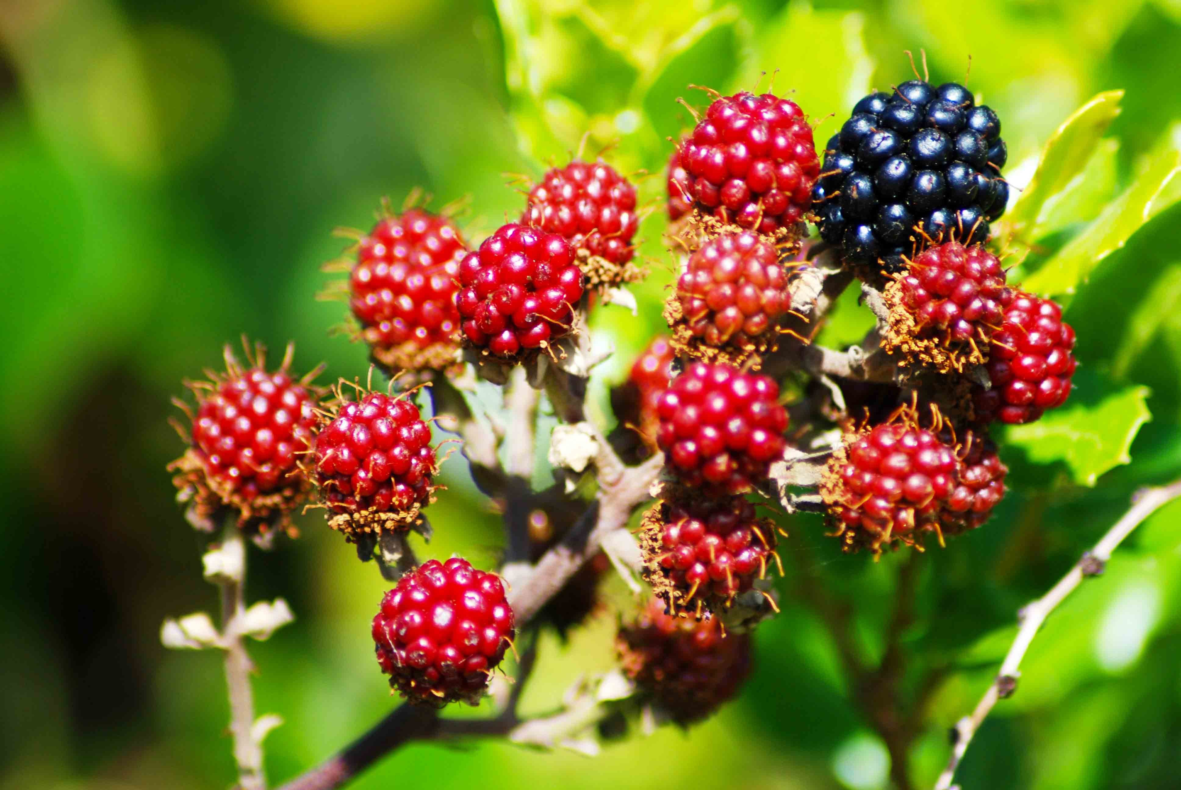 moras