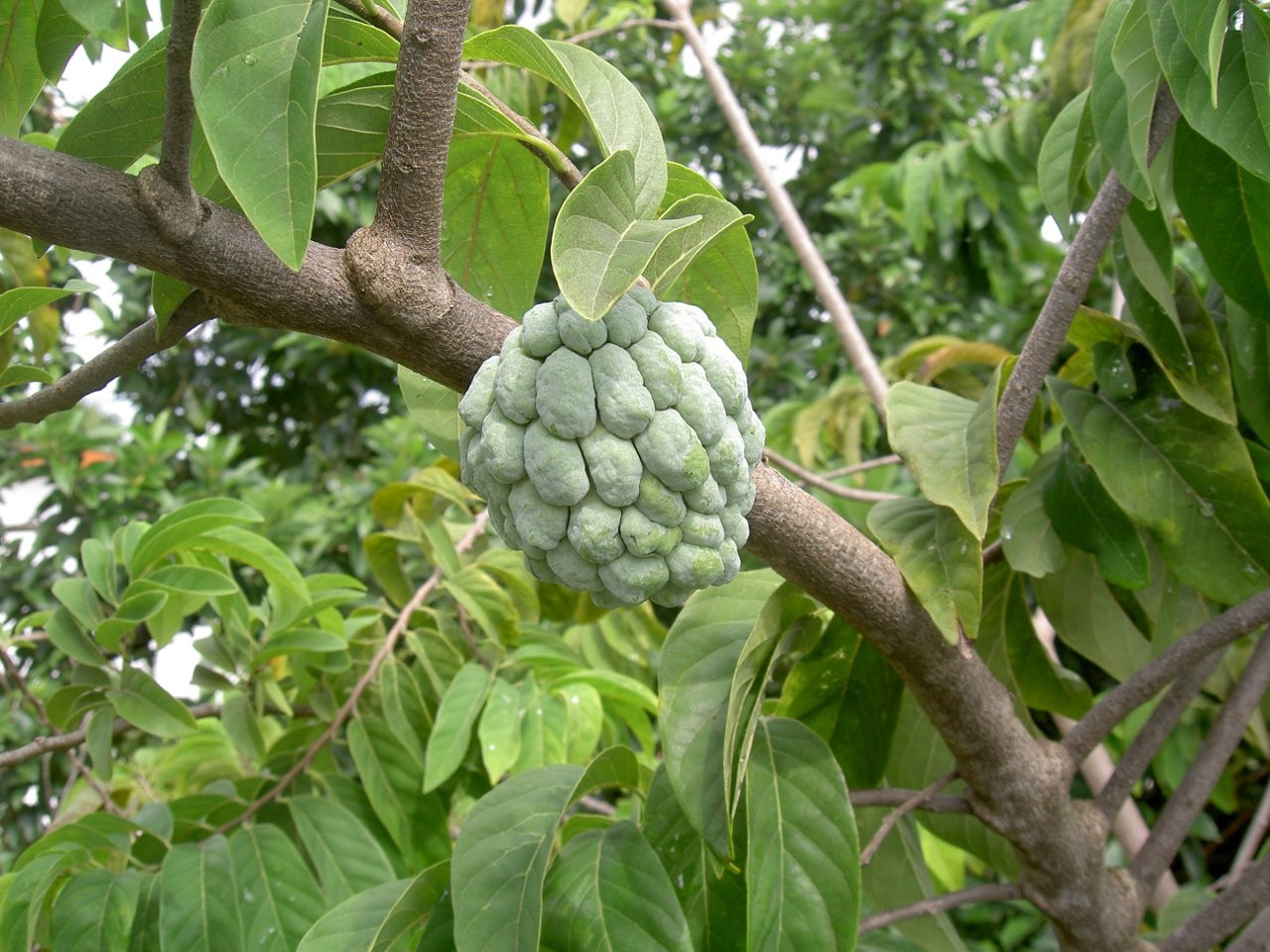 Pesticidas Naturais