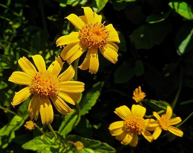 Arnica