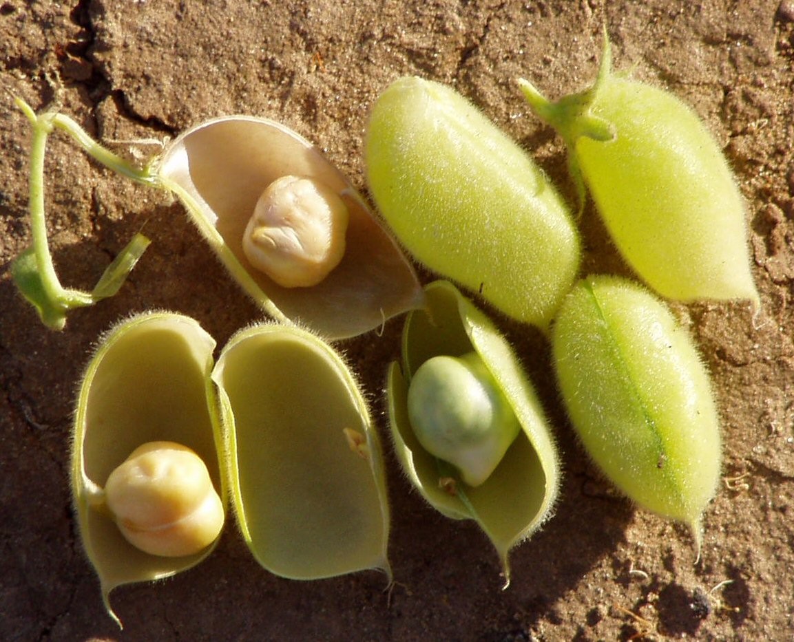 Como Plantar Grão-de-bico