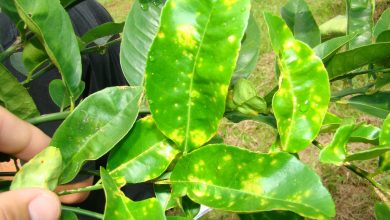 Como Prevenir Pragas e Doenças da Planta de Limão