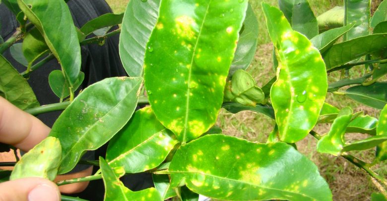 Como Prevenir Pragas e Doenças da Planta de Limão
