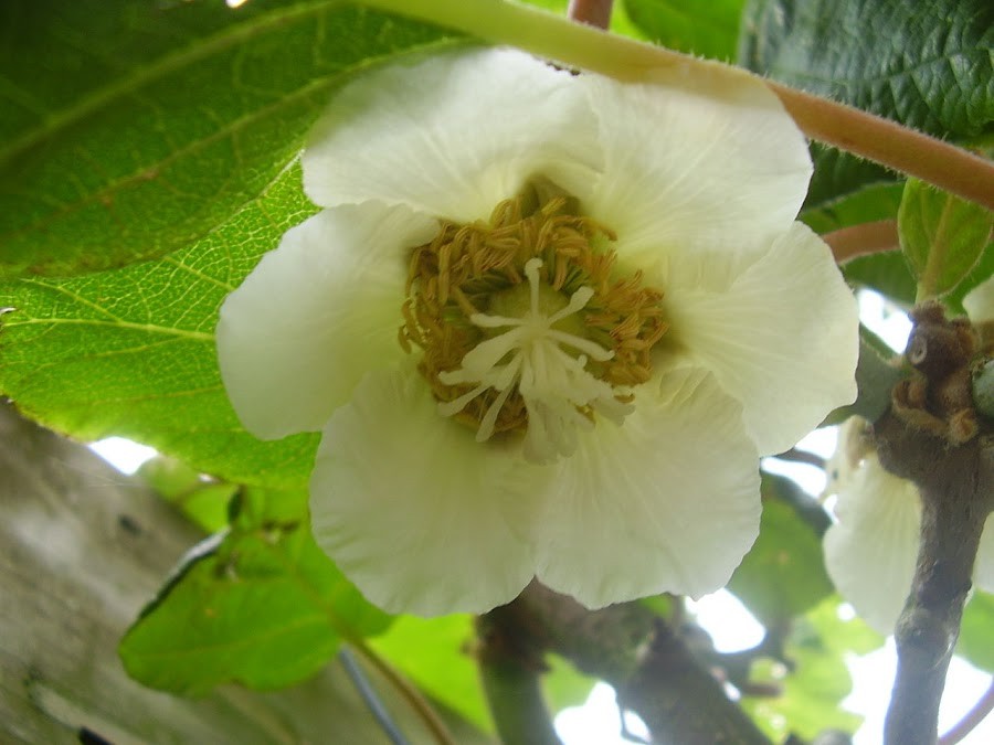 Flor da Planta Fêmea de Kiwi 