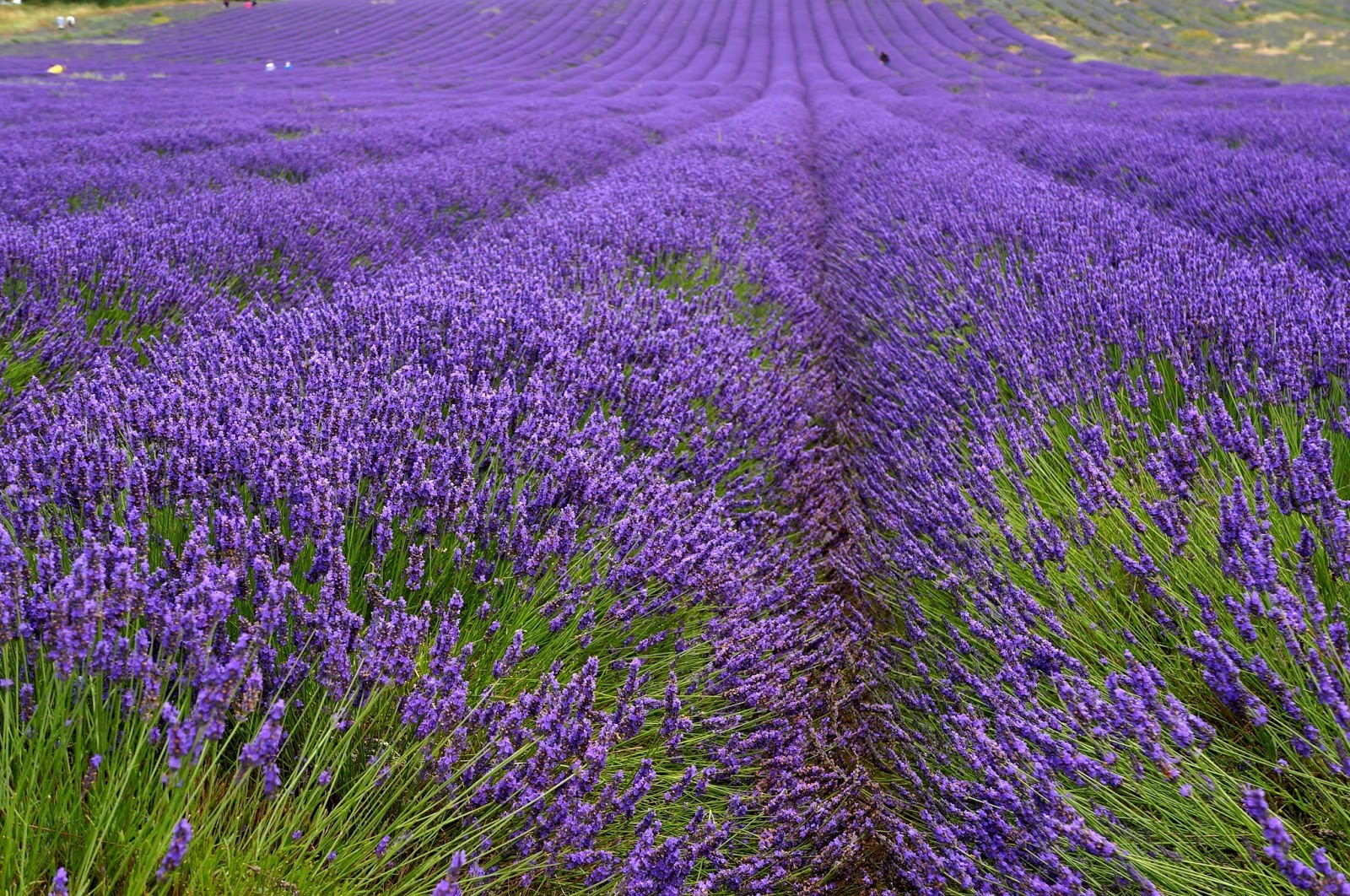 Lavanda