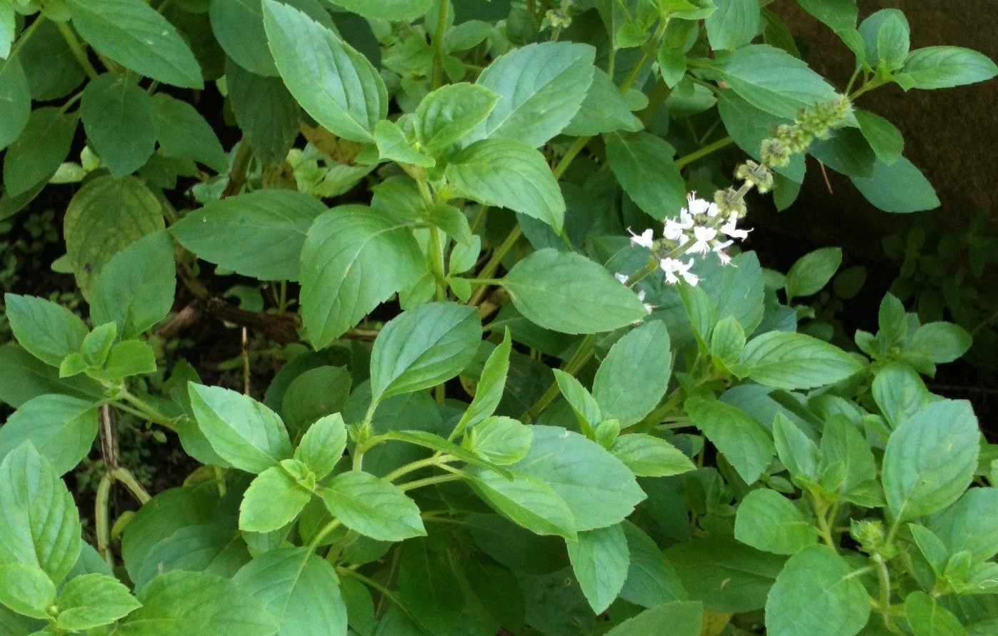 erros ao cultivar plantas aromáticas