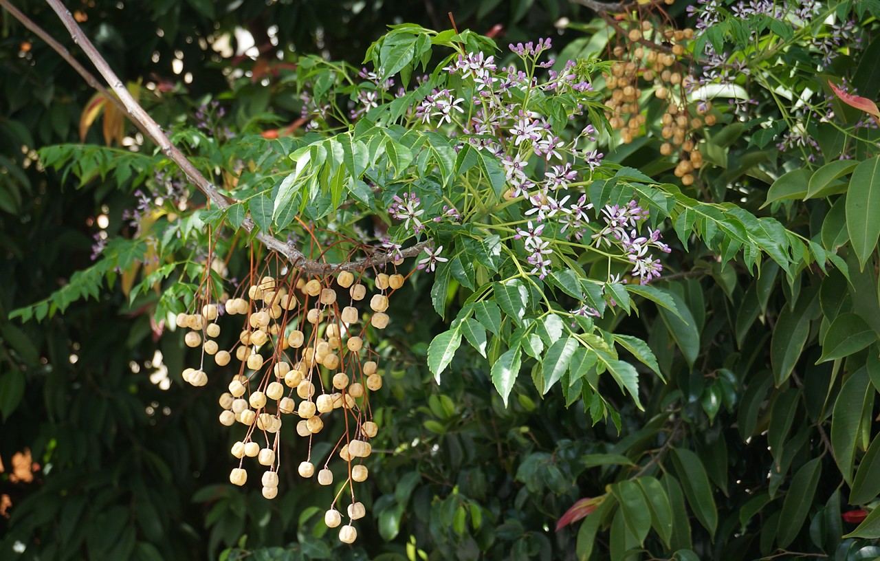 Pesticidas Naturais 