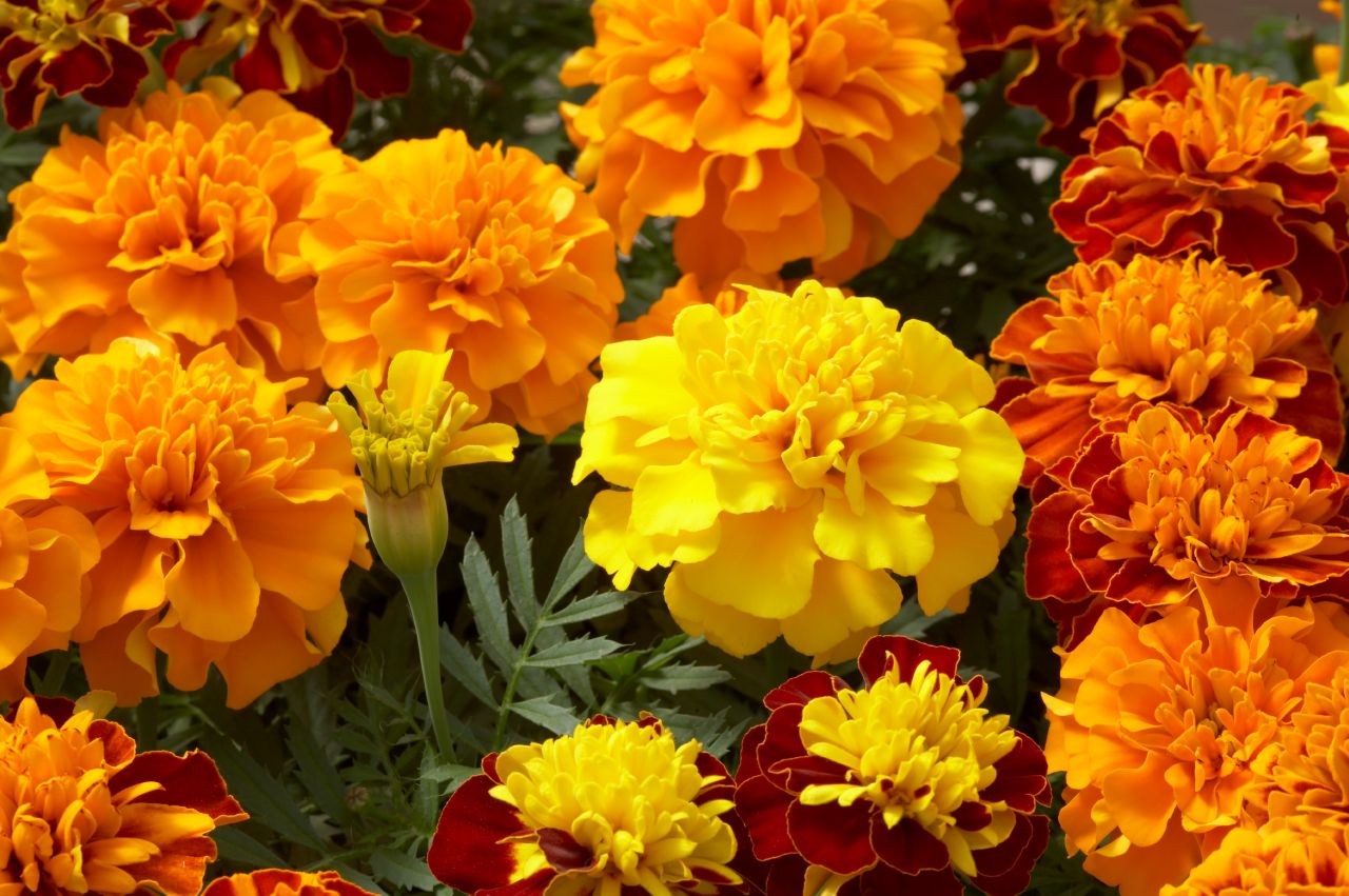 Tagetes