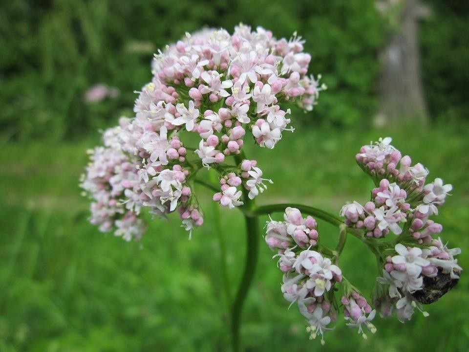 Valeriana