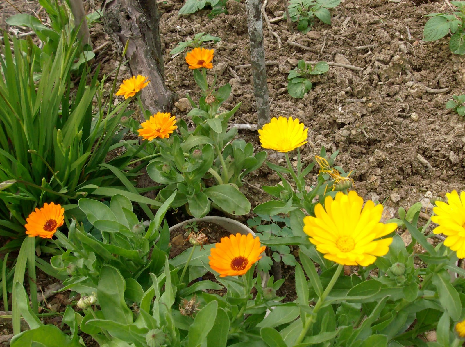 como plantar calendula em casa