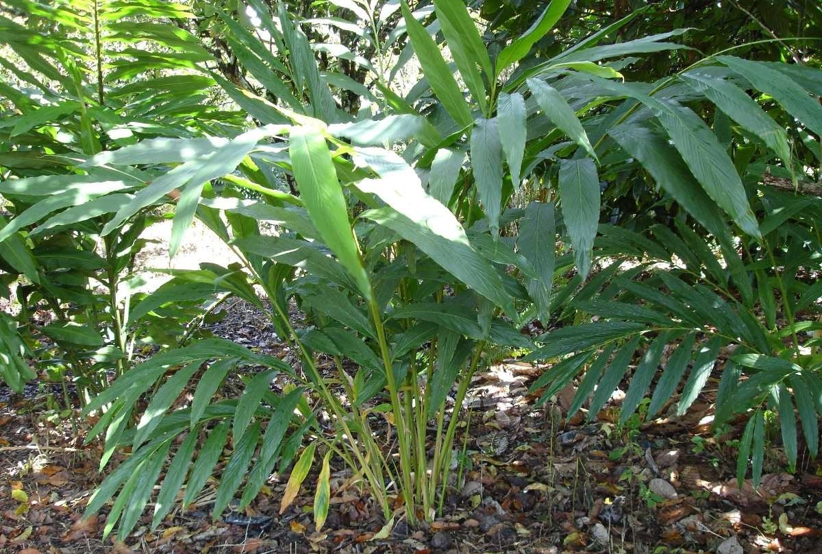 Como Plantar Cardamomo