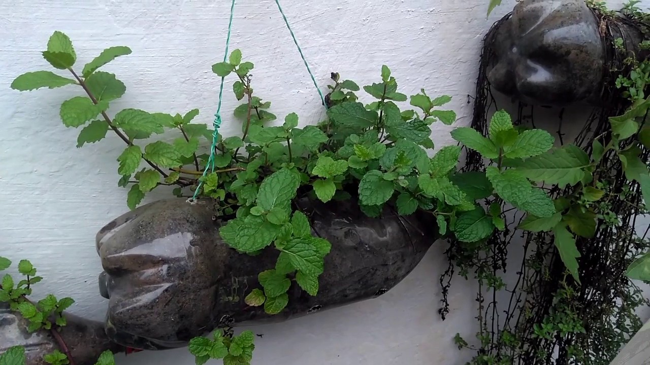 como plantar hortela em casa