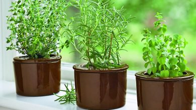 como cultivar oregano
