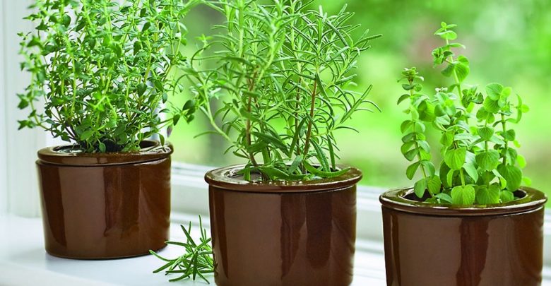 como cultivar oregano