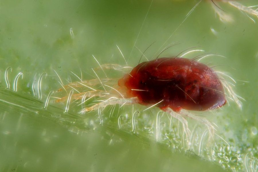 Como Prevenir Pragas e Doenças da Planta de Limão