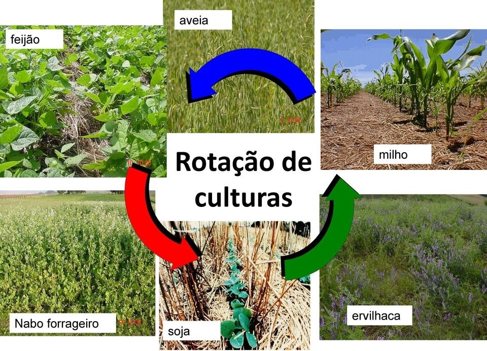 Rotação de Culturas 