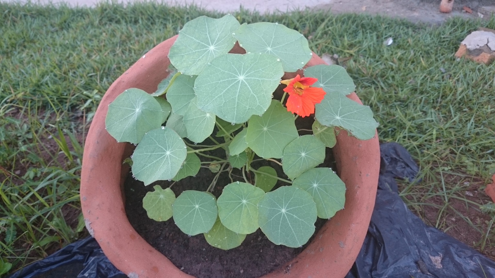 Como Plantar Sementes de Capuchinha