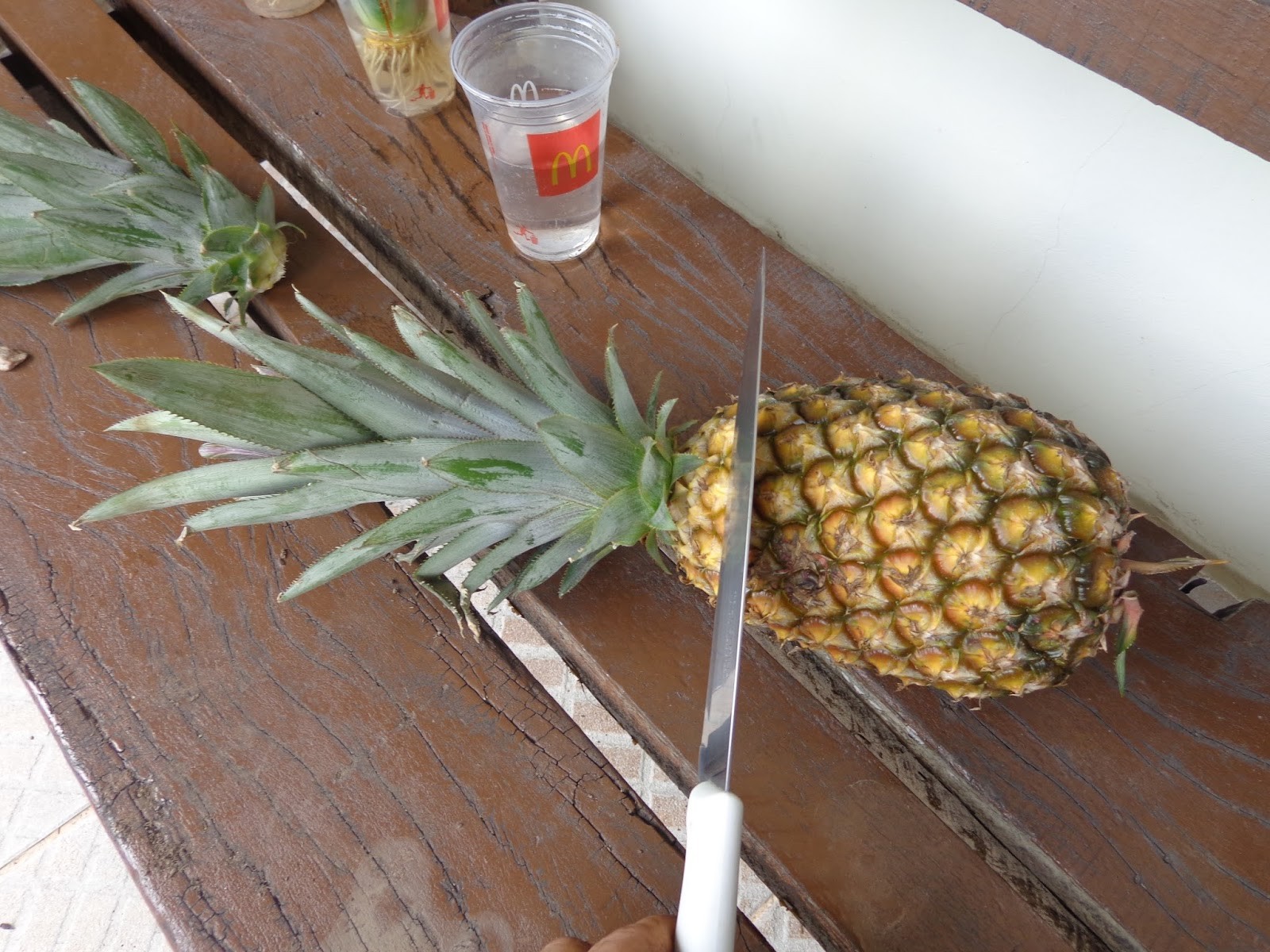 ananas como plantar