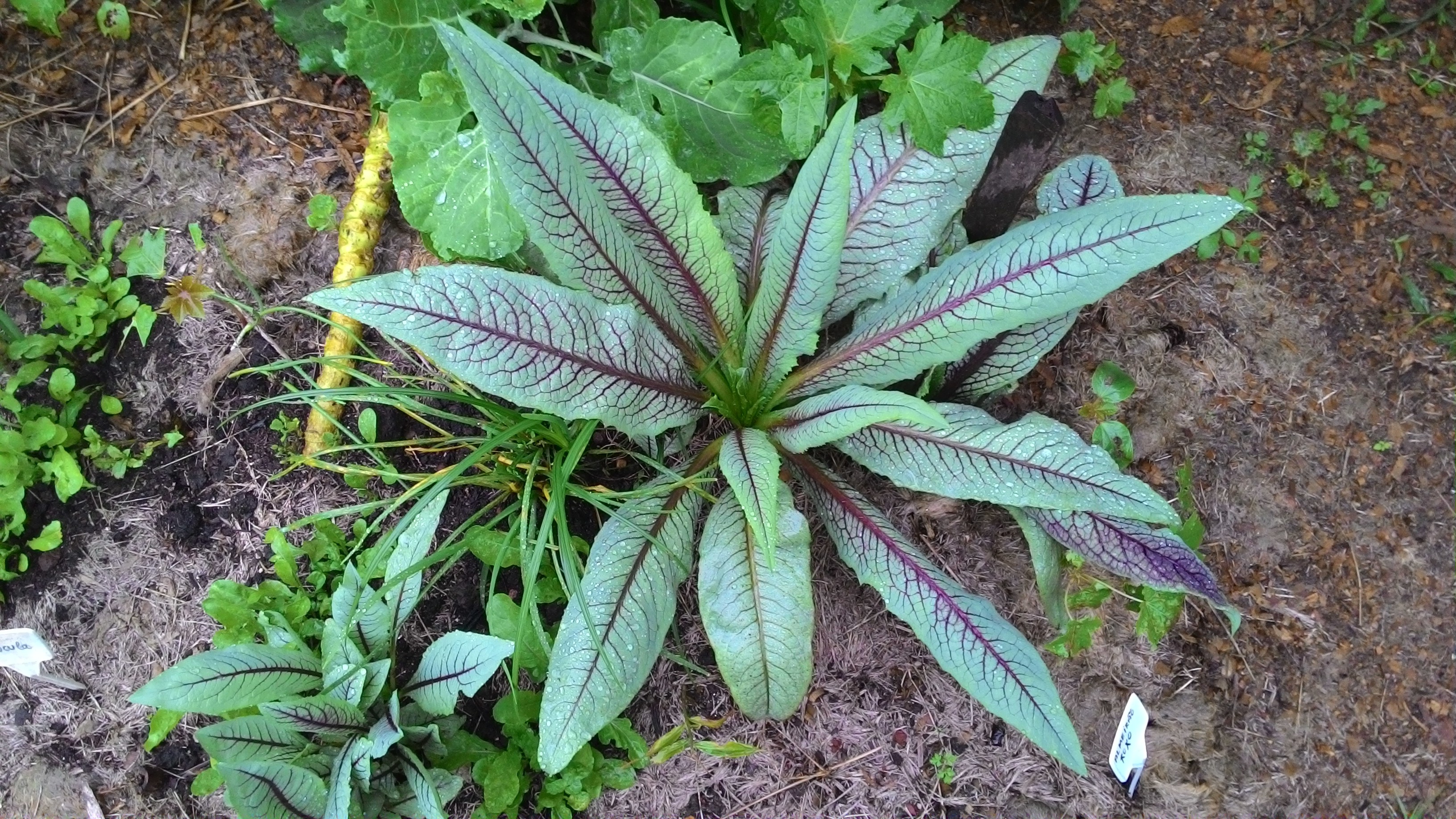 como plantar almeirão 