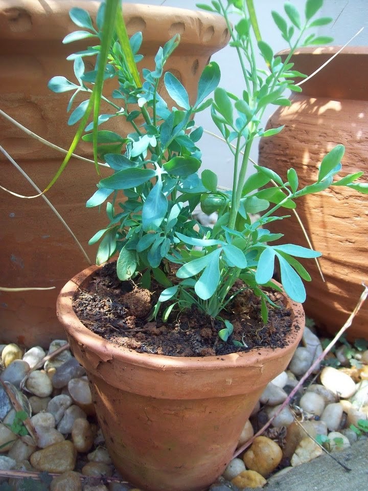 como plantar arruda em vasos