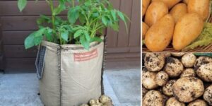 como plantar batata em sacos