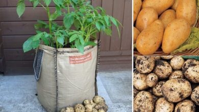 como plantar batata em sacos