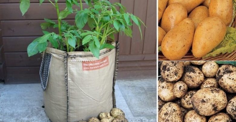 como plantar batata em sacos