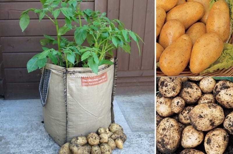 como plantar batata em sacos