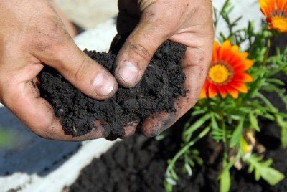 calendula como plantar