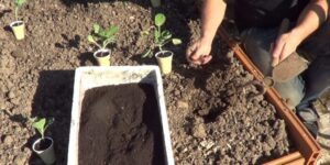 como plantar couve de bruxelas