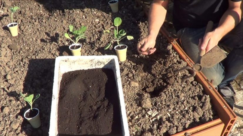 como plantar couve de bruxelas