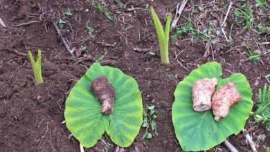 como plantar inhame em casa