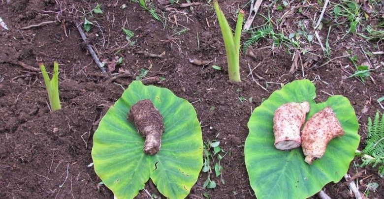 como plantar inhame em casa