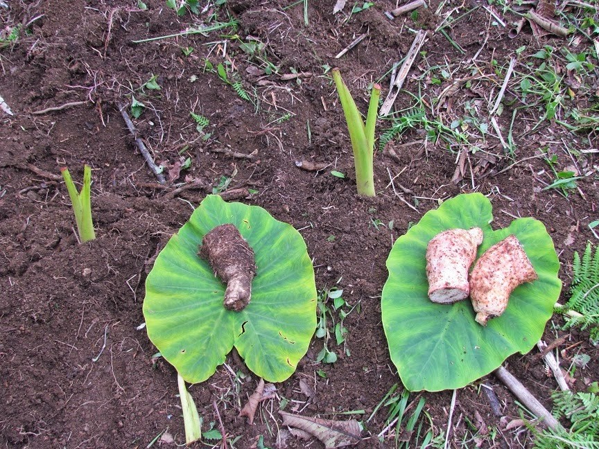 como plantar inhame em casa