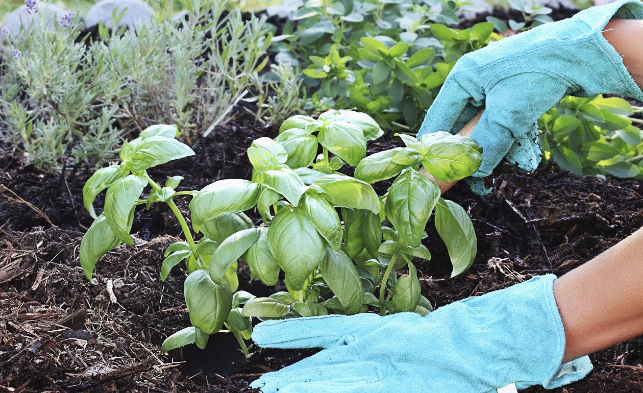 Como Plantar Manjericão