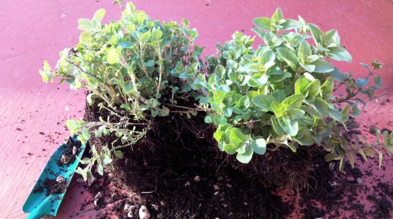 como cultivar oregano