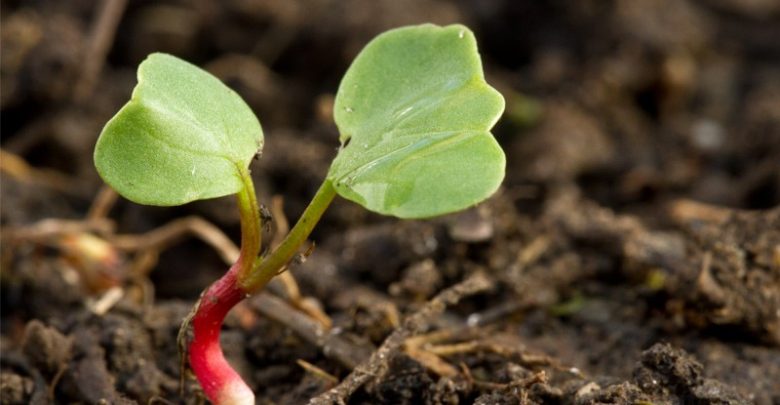 como plantar ruibarbo