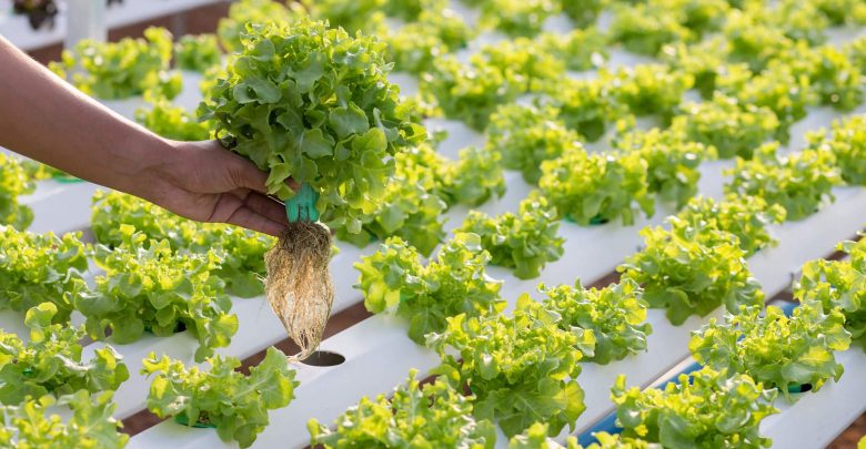 como plantar sem terra