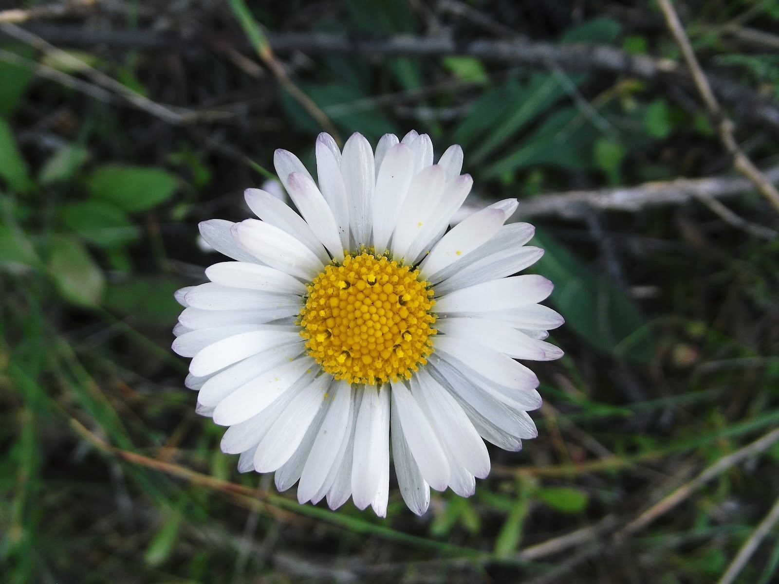 Como Cultivar Camomila