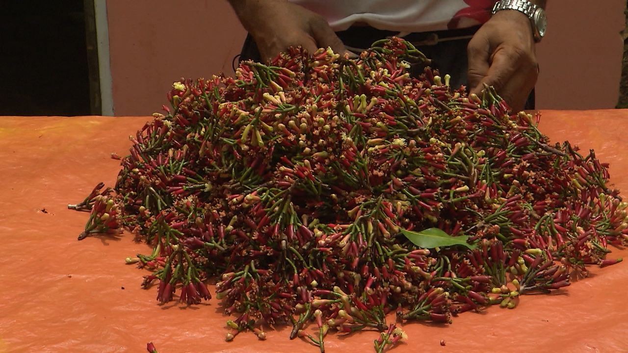 Como Plantar Cravo-da-Índia