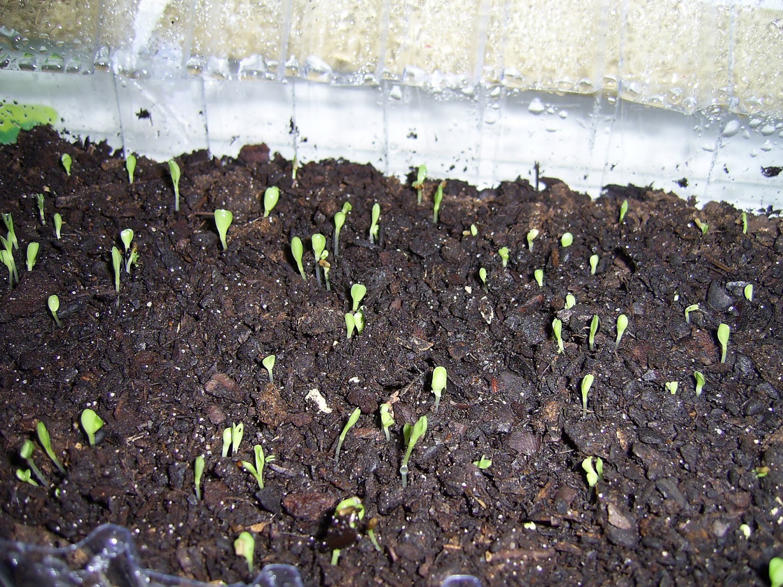 Como Plantar Chicória