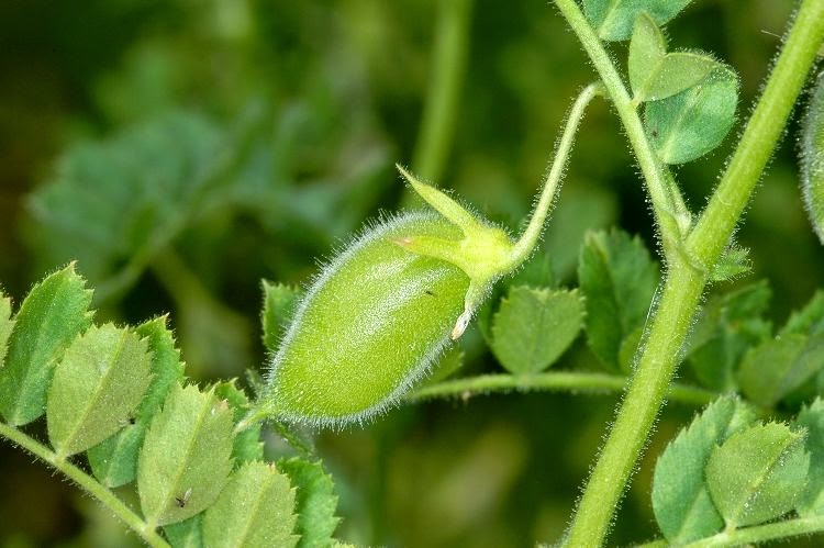 Como Plantar Grão-de-Bico