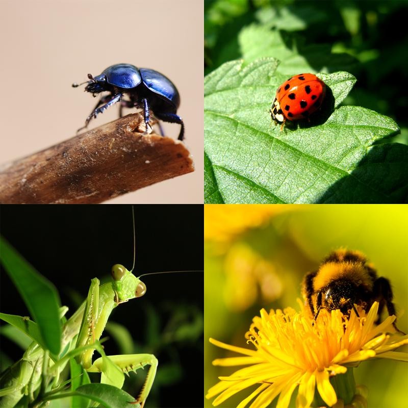 Benefícios dos Insetos para as Plantas