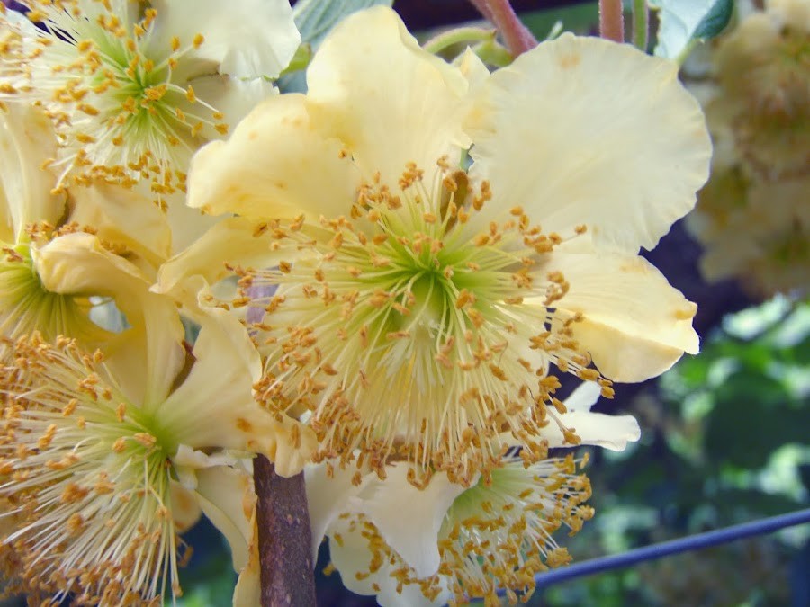 Flor da Planta Macho de Kiwi 