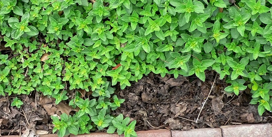 Como Plantar Manjerona em Casa