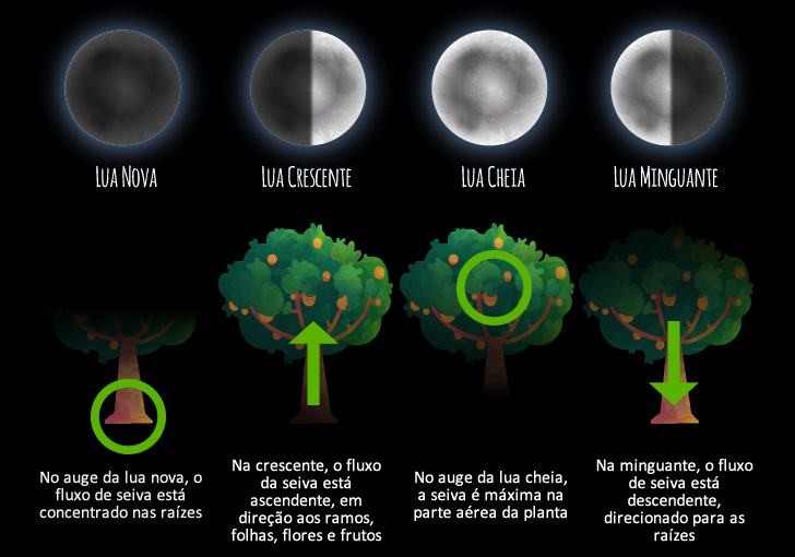 fase da lua para plantar