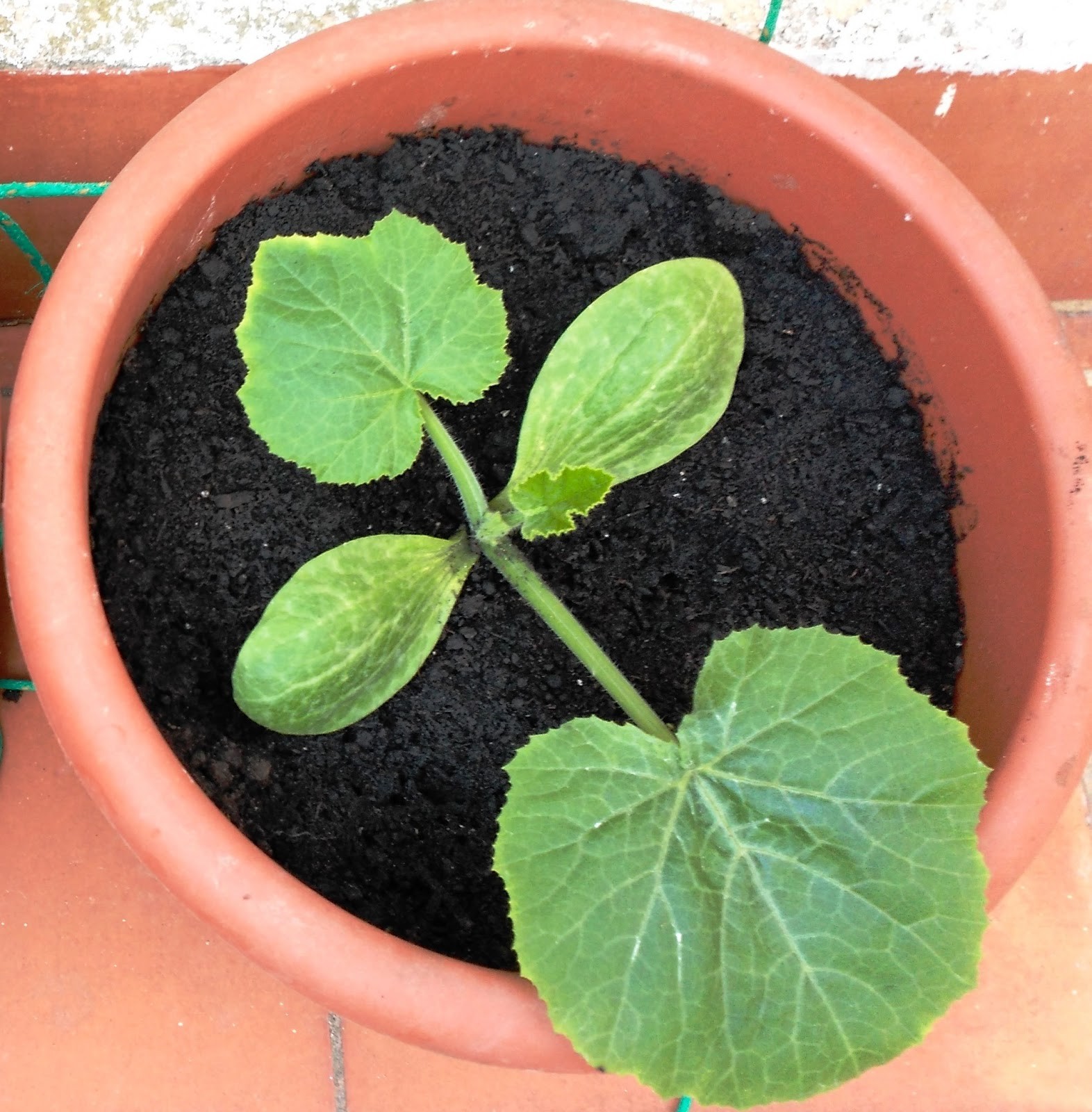 como plantar abobrinha em casa